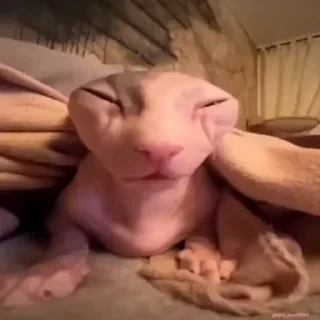 Кто такой СТИКЕРЫ 👇 @ok_sticker_bot — 20