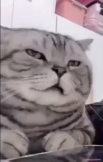 Кто такой СТИКЕРЫ 👇 @ok_sticker_bot — 25