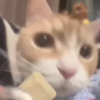 Кто такой СТИКЕРЫ 👇 @ok_sticker_bot — 29