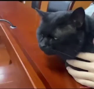 Кто такой СТИКЕРЫ 👇 @ok_sticker_bot — 31