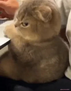 Кто такой СТИКЕРЫ 👇 @ok_sticker_bot — 36