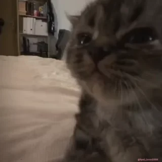 Кто такой СТИКЕРЫ 👇 @ok_sticker_bot — 37