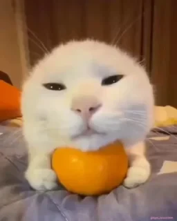 Кто такой СТИКЕРЫ 👇 @ok_sticker_bot — 38