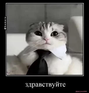 Кто такой СТИКЕРЫ 👇 @ok_sticker_bot — 39