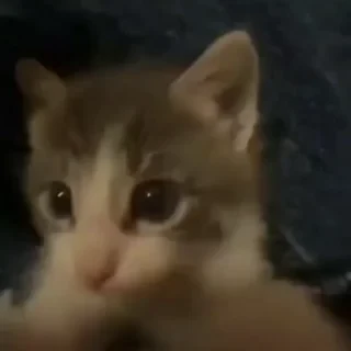 Кто такой СТИКЕРЫ 👇 @ok_sticker_bot — 5