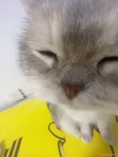 Кто такой СТИКЕРЫ 👇 @ok_sticker_bot — 41