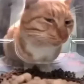 Кто такой СТИКЕРЫ 👇 @ok_sticker_bot — 46