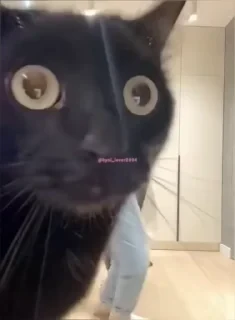 Кто такой СТИКЕРЫ 👇 @ok_sticker_bot — 49