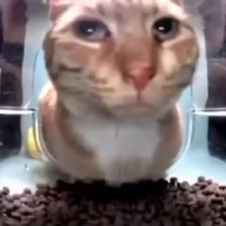 Кто такой СТИКЕРЫ 👇 @ok_sticker_bot — 52