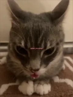 Кто такой СТИКЕРЫ 👇 @ok_sticker_bot — 55