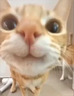 Кто такой СТИКЕРЫ 👇 @ok_sticker_bot — 57