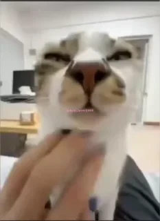 Кто такой СТИКЕРЫ 👇 @ok_sticker_bot — 58