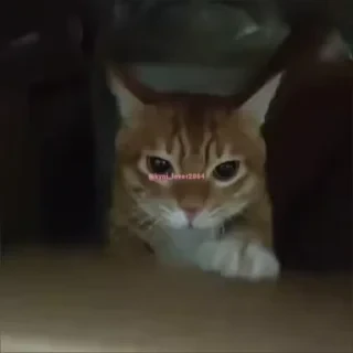 Кто такой СТИКЕРЫ 👇 @ok_sticker_bot — 59