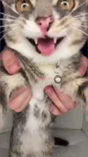 Кто такой СТИКЕРЫ 👇 @ok_sticker_bot — 60