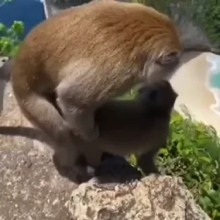 Кто такой СТИКЕРЫ 👇 @ok_sticker_bot — 1