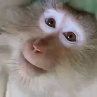 Кто такой СТИКЕРЫ 👇 @ok_sticker_bot — 31