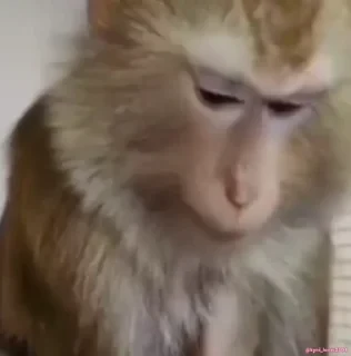 Кто такой СТИКЕРЫ 👇 @ok_sticker_bot — 34