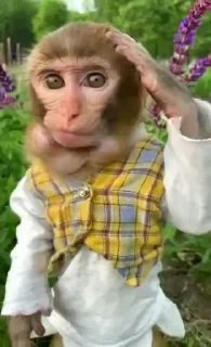 Кто такой СТИКЕРЫ 👇 @ok_sticker_bot — 41