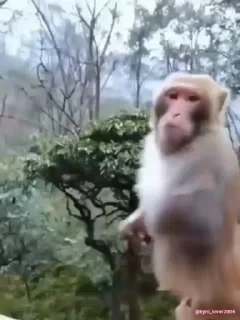 Кто такой СТИКЕРЫ 👇 @ok_sticker_bot — 45