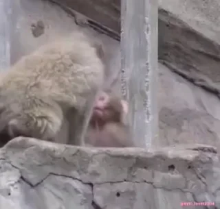Кто такой СТИКЕРЫ 👇 @ok_sticker_bot — 51