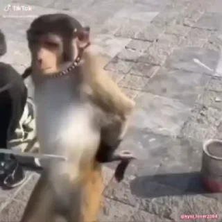 Кто такой СТИКЕРЫ 👇 @ok_sticker_bot — 56