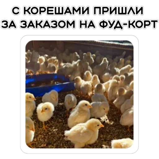 Курьерская сила — 12
