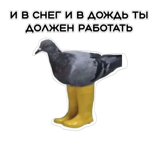 Курьерская сила — 16