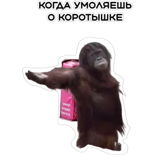 Курьерская сила — 10