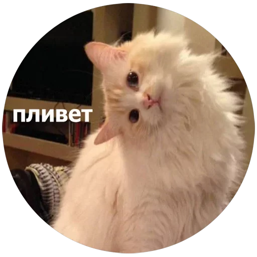 Кусь — 1