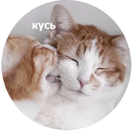 Кусь — 11