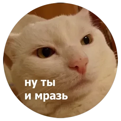 Кусь — 13
