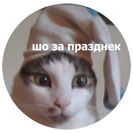 Кусь — 15