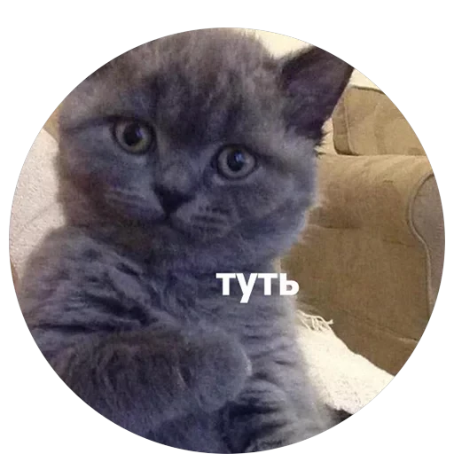 Кусь — 17