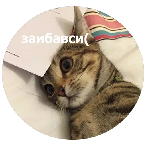 Кусь — 18