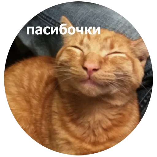 Кусь — 3