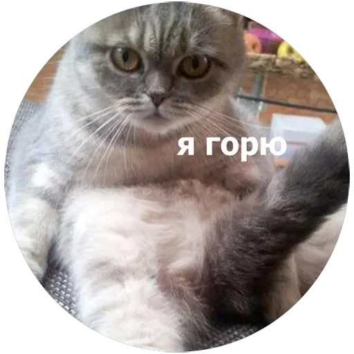Кусь — 21