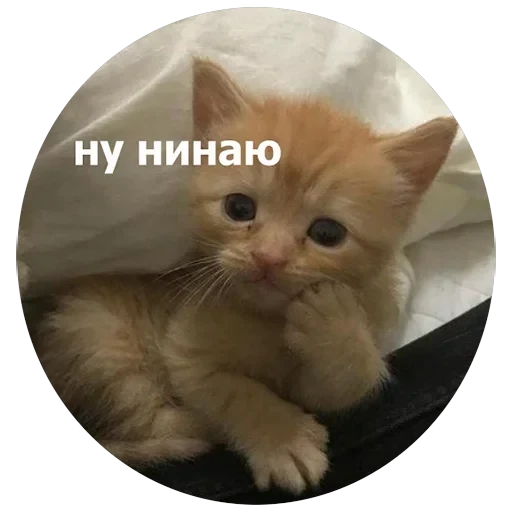 Кусь — 22