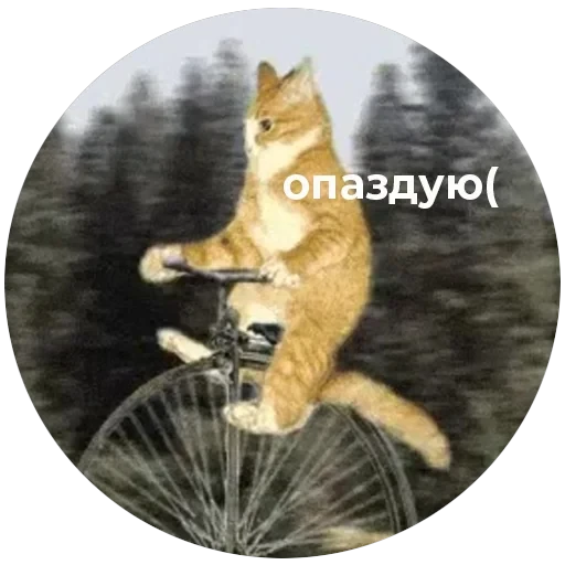 Кусь — 27