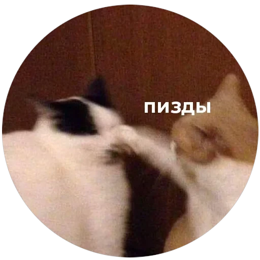 Кусь — 31