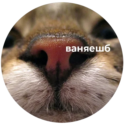 Кусь — 32