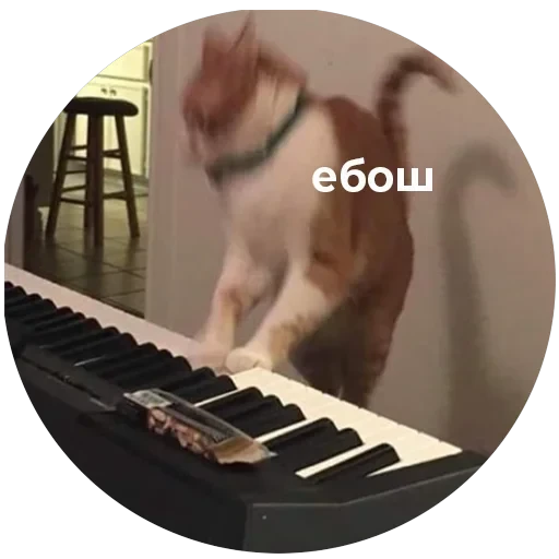 Кусь — 33