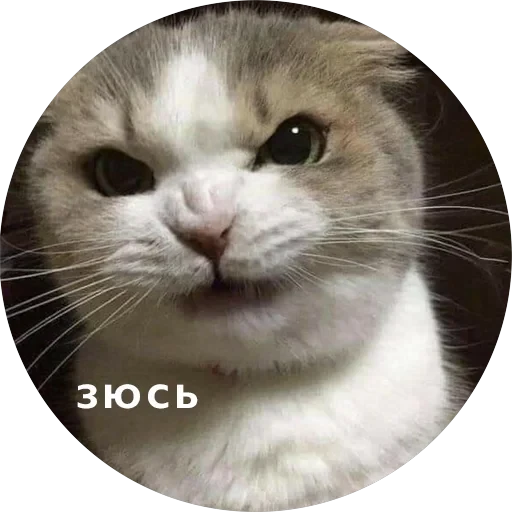 Кусь — 35