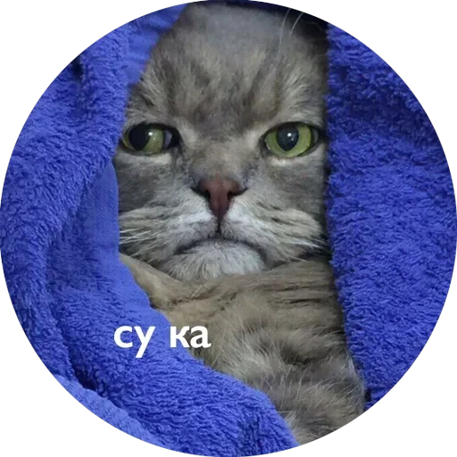 Кусь — 36