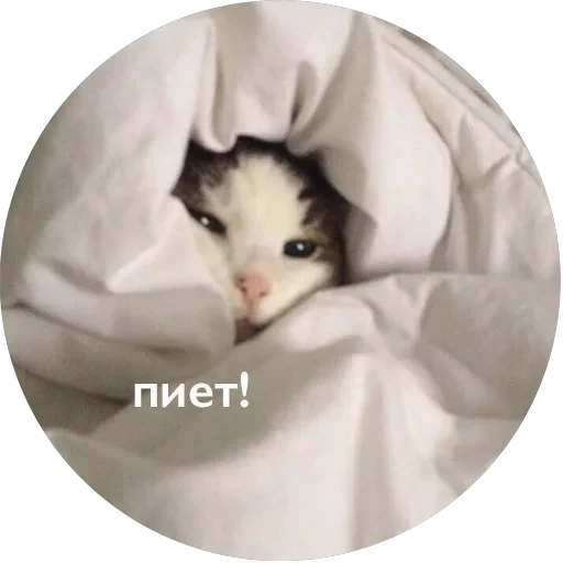 Кусь — 43