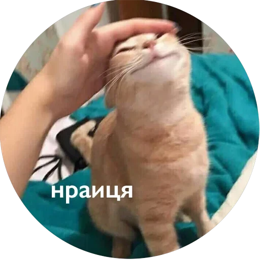 Кусь — 45