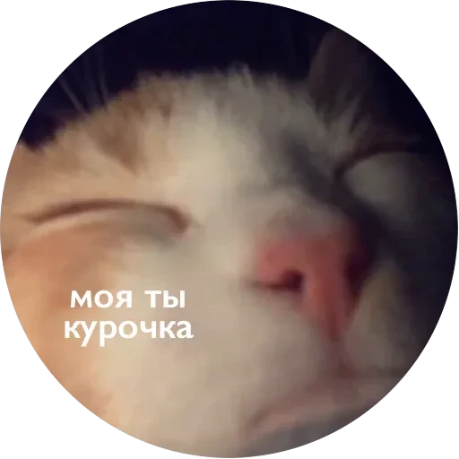Кусь — 48