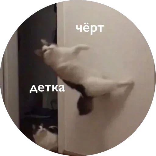 Кусь — 49