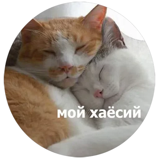 Кусь — 6