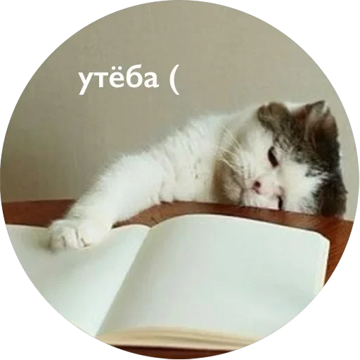 Кусь — 52