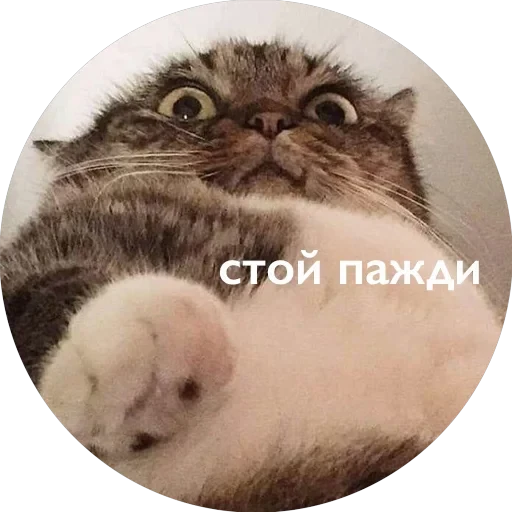 Кусь — 54